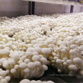 Estufas agrícolas de cogumelo de cogumelo filme de plástico verde casa